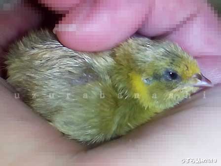 手の中のヒメウズラのヒナ