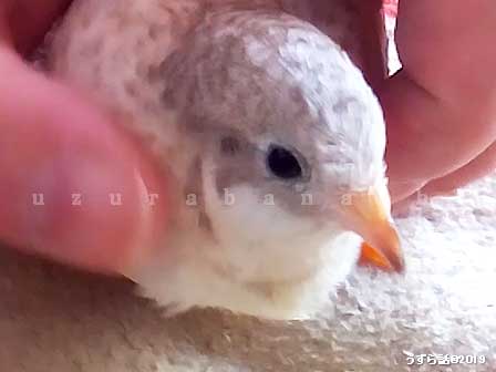 カメラを見るヒメウズラ