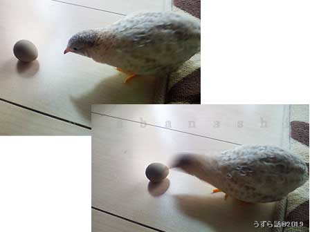 卵をつっつくヒメウズラ