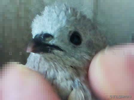 ナデナデされるヒメウズラ