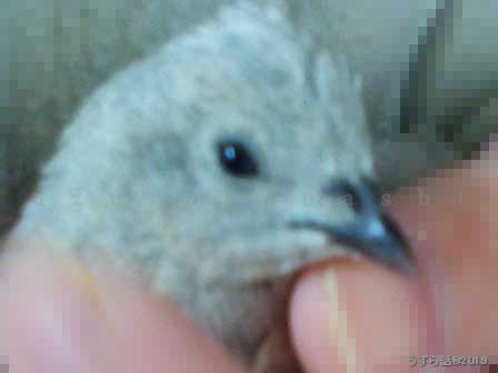 気持ちよさそうなヒメウズラ