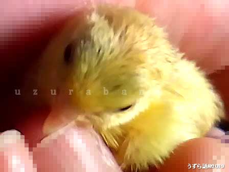 黄色いヒメウズラのヒヨコ