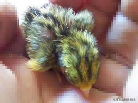 シマのあるヒメウズラのヒヨコ