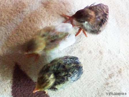 色々な模様のヒメウズラのヒナ