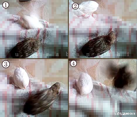どうしても膝に登れないヒメウズラ