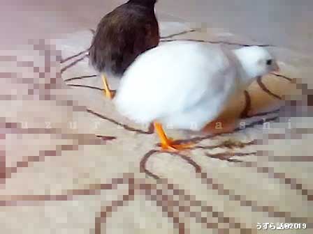 二羽のヒメウズラ