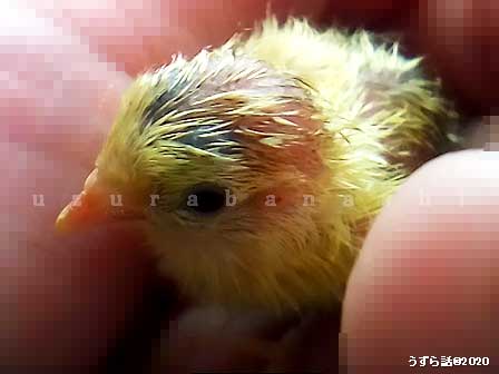生まれたばかりのヒメウズラのヒヨコ