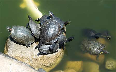 クサガメの甲羅干し