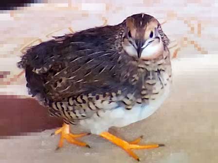 f:id:uzurabanashi:20200214153304j:plain ノーマル柄のヒメウズラ