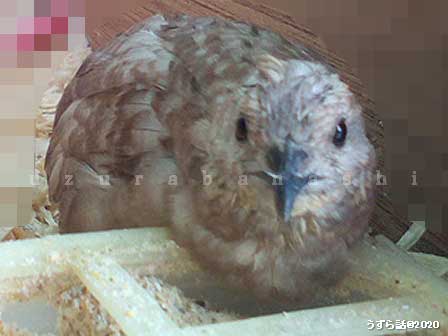 シナモン色のヒメウズラ