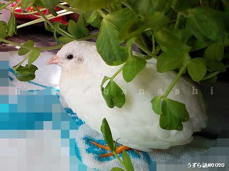 白いヒメウズラ