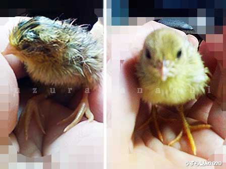 ヒメウズラのヒヨコ