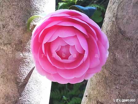 はぐれ椿の花とヒメウズラ - うずら話 - ヒメウズラの生活