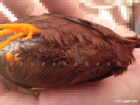 ヒメウズラのおしり