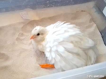 砂浴びするヒメウズラ