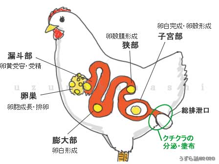 クチクラ分泌位置図