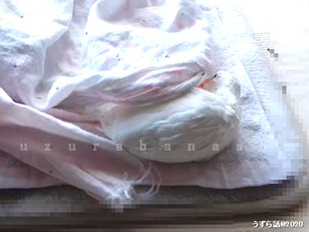 f:id:uzurabanashi:20200506143623j:plain f:id:uzurabanashi:20200506143623j:plain