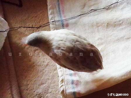 f:id:uzurabanashi:20200509163035j:plain f:id:uzurabanashi:20200509163035j:plain