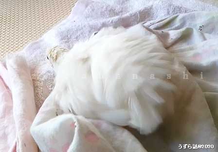 f:id:uzurabanashi:20200518135411j:plain