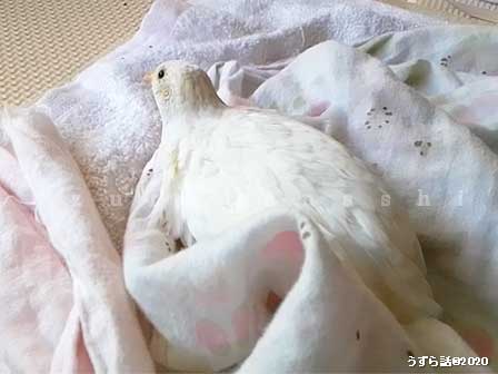 f:id:uzurabanashi:20200518135418j:plain