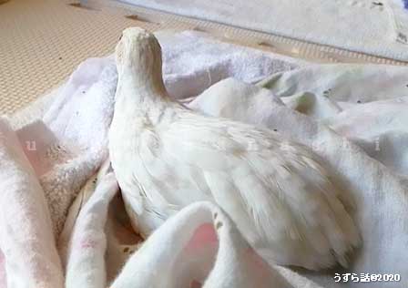 f:id:uzurabanashi:20200518135450j:plain