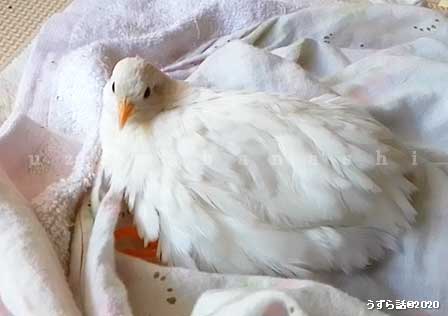 f:id:uzurabanashi:20200518135521j:plain