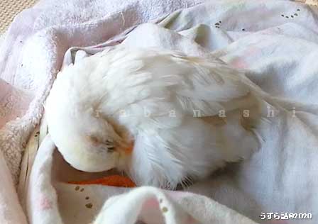 f:id:uzurabanashi:20200518135603j:plain