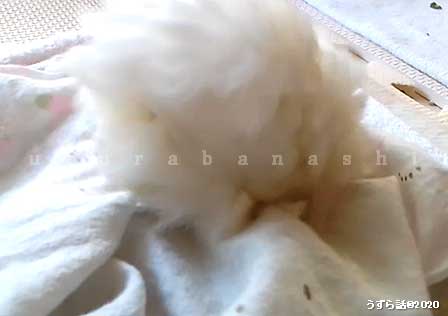 f:id:uzurabanashi:20200518135613j:plain