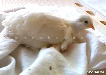 f:id:uzurabanashi:20200518135622j:plain