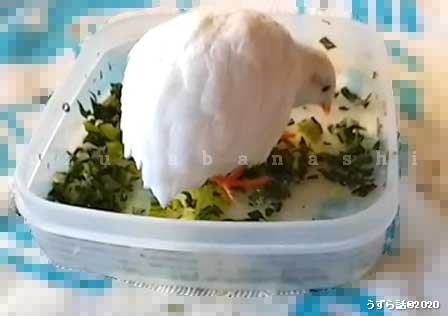 f:id:uzurabanashi:20200518135638j:plain