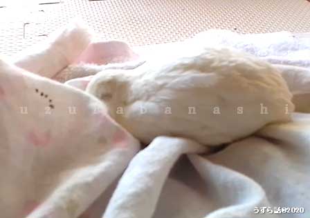 f:id:uzurabanashi:20200518135703j:plain