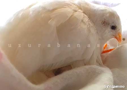 f:id:uzurabanashi:20200518135719j:plain