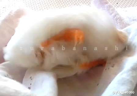 f:id:uzurabanashi:20200518135822j:plain