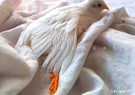 f:id:uzurabanashi:20200518135912j:plain