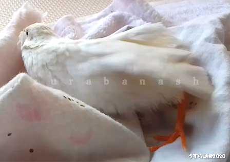 f:id:uzurabanashi:20200518140014j:plain