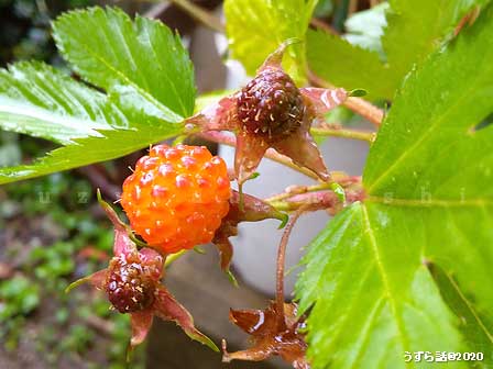 f:id:uzurabanashi:20200520132930j:plain カジイチゴ