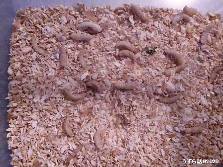 f:id:uzurabanashi:20200523013002j:plain ゴミムシダマシのサナギ