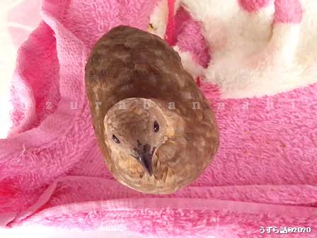 f:id:uzurabanashi:20200523160213j:plain シナモン色のヒメウズラ