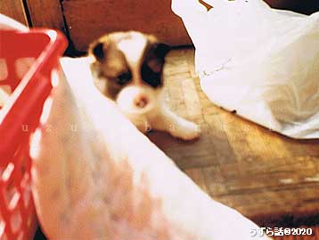f:id:uzurabanashi:20200527175116j:plain f:id:uzurabanashi:20200527175116j:plain