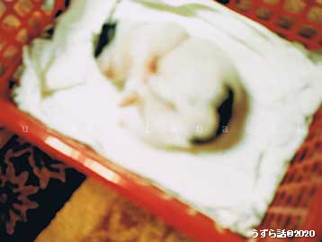f:id:uzurabanashi:20200527175148j:plain f:id:uzurabanashi:20200527175148j:plain