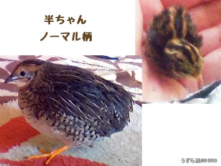 f:id:uzurabanashi:20200529193458j:plain ノーマル柄のヒメウズラ