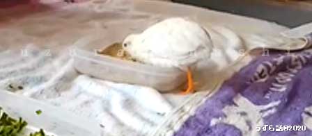 f:id:uzurabanashi:20200531002216j:plain 白いヒメウズラ