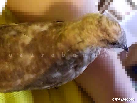 f:id:uzurabanashi:20200612190253j:plain f:id:uzurabanashi:20200612190253j:plain
