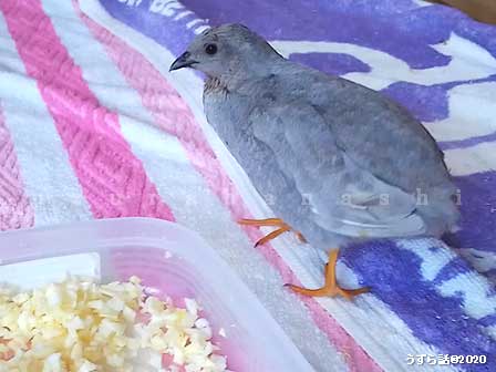 f:id:uzurabanashi:20200612190307j:plain f:id:uzurabanashi:20200612190307j:plain