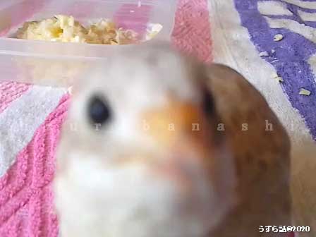 f:id:uzurabanashi:20200612215211j:plain f:id:uzurabanashi:20200612215211j:plain