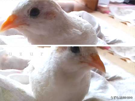 f:id:uzurabanashi:20200621224917j:plain f:id:uzurabanashi:20200621224917j:plain