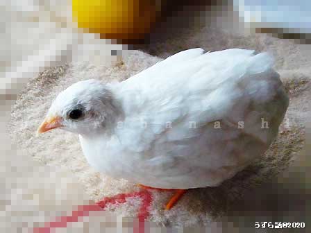 f:id:uzurabanashi:20200626174311j:plain f:id:uzurabanashi:20200626174311j:plain