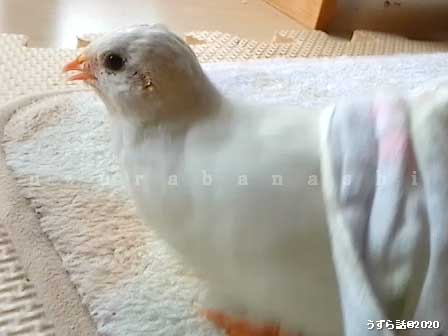 f:id:uzurabanashi:20200626174328j:plain f:id:uzurabanashi:20200626174328j:plain
