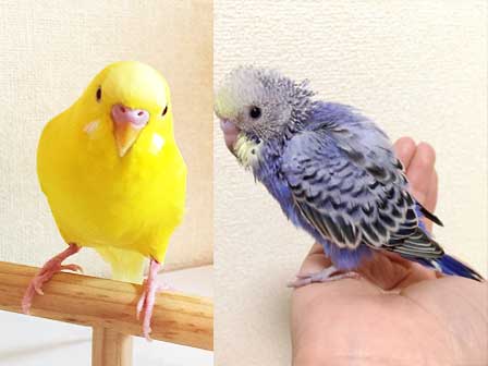 f:id:uzurabanashi:20200626182449j:plain f:id:uzurabanashi:20200626182449j:plain