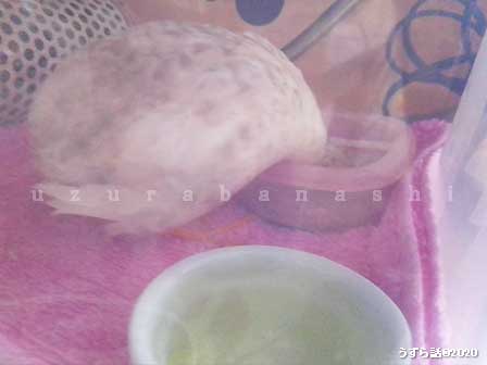 f:id:uzurabanashi:20200630153418j:plain f:id:uzurabanashi:20200630153418j:plain